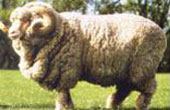 羊(メリノ)