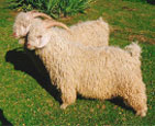 モヘヤ(アンゴラ山羊)