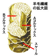 図10.羊毛繊維の構造