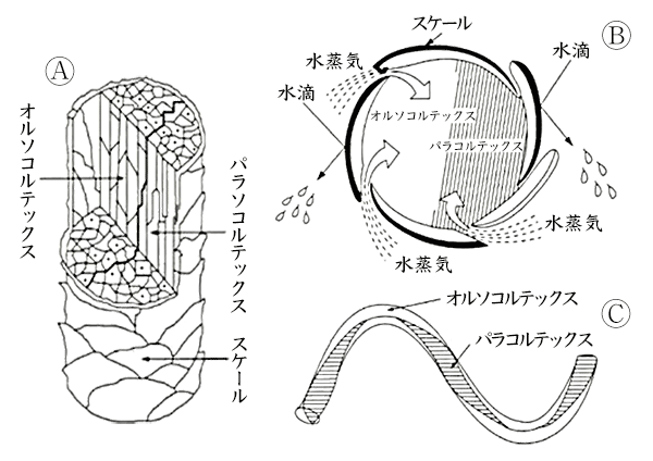 図2　ウールの構造