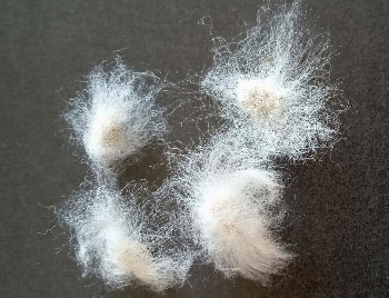 図3　綿の種子毛