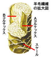 図21　ウール繊維の内部構造
