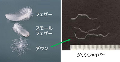 図7　羽毛の構成