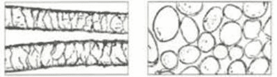 図2. ウール繊維の外観(側面と断面)側面にはスケール(鱗片)がある