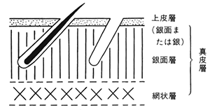 図3.皮革の断面