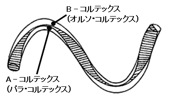 図6.毛繊維の捲縮